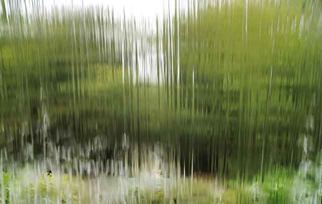 Waterfall of Trees